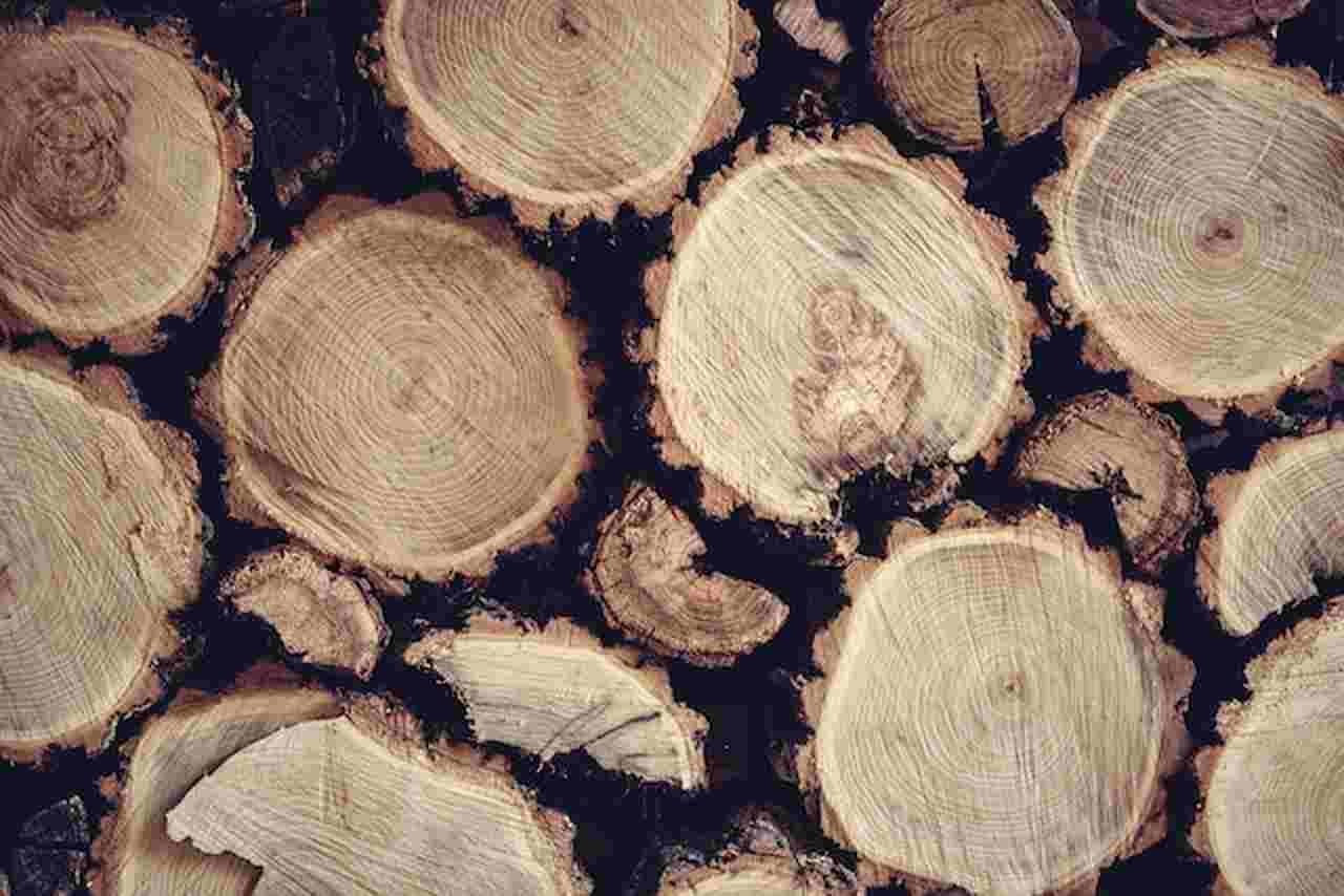 Egy fa keresztmetszetén a gyűrűk a fa éveinek számát mutatják